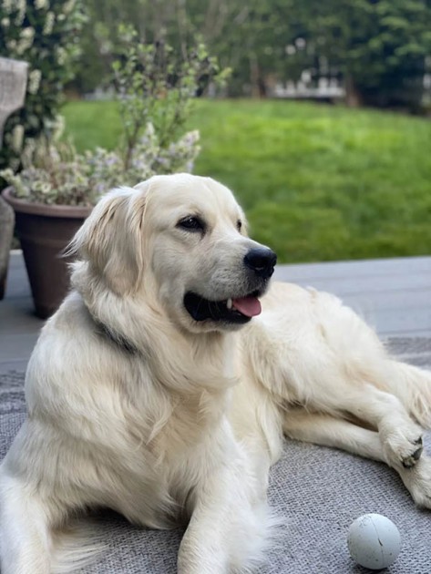 dog